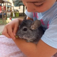 L'association À mi'mot à Remiremont vous présente son chinchilla gris.