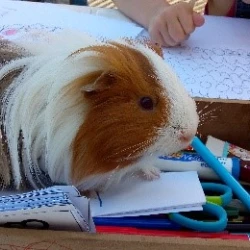 L'association À mi'mot à Nancy vous permet de rencontrer des cochons d'inde, comme celui ci blanc et marron grignotant un stylo.