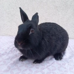 Photo de Lapin 5