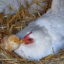 L'association À mi'mot à Baccarat vous permet de rencontrer des poules et poussin, comme cette poule blanche et son petit poussin roux.