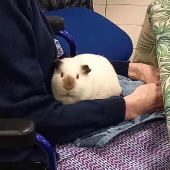  Chaque séance proposée par l'association À mi'mot est réalisée en fonction de facteurs inhérents aux animaux et aux bénéficiaires, et sont donc toutes différentes ! Nous retrouvons un lapin blanc porté par une personne agée.