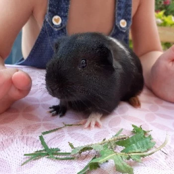 L'association À mi'mot à Gérarmer vous présente son lapin noir.