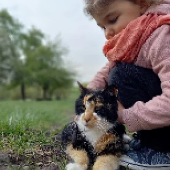 L'association À mi'mot à Forbach vous présente son chat noir, roux et blanc.