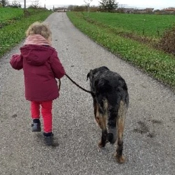 Formation assistante maternelle proposée par l'association À mi'mot en Meurthe et Moselle. Une petite fille, blonde, vue de dos promène un chien.